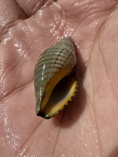Megasurcula stearnsiana