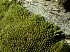 Kelleria childii