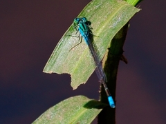Pseudagrion coeleste
