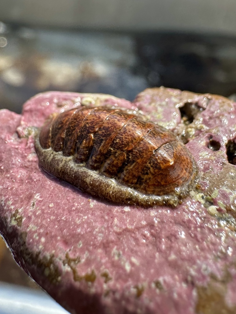 Leptochiton nexus