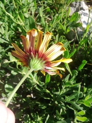 Osteospermum calcicola