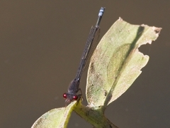 Pseudagrion hamoni
