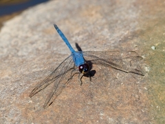 Trithemis donaldsoni