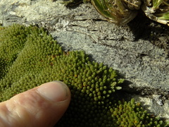 Kelleria childii