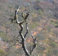 Cecropis senegalensis