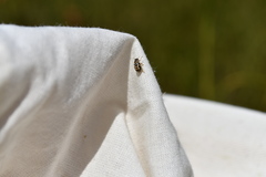 Anisosticta bitriangularis