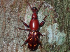 Arrhenodini