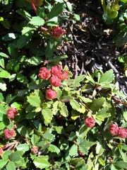 Ceanothus prostratus prostratus
