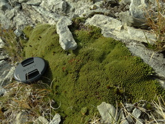 Kelleria childii