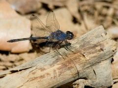 Trithemis aconita