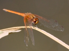 Trithemis pluvialis