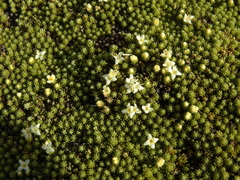 Kelleria childii