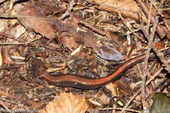 Plethodon cinereus image
