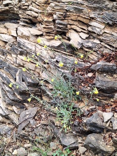 Image of Aurinia sinuata by (c) Flora_DUMO, some rights reserved (CC BY)