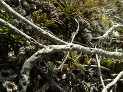 Dracophyllum muscoides