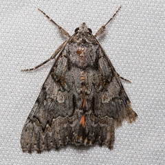 Catocala verrilliana