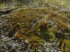 Dracophyllum muscoides