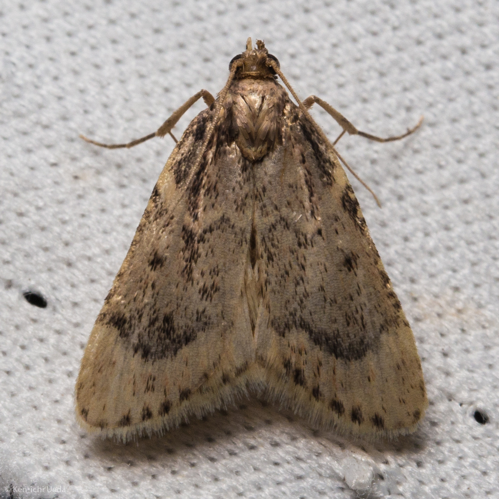 Achyra occidentalis