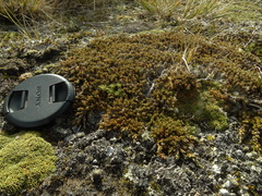 Dracophyllum muscoides