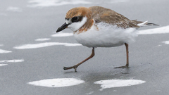 Greater Sand Plover photo 4