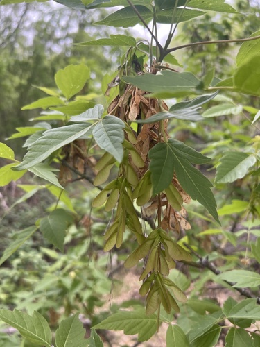 Acer negundo var. arizonicum