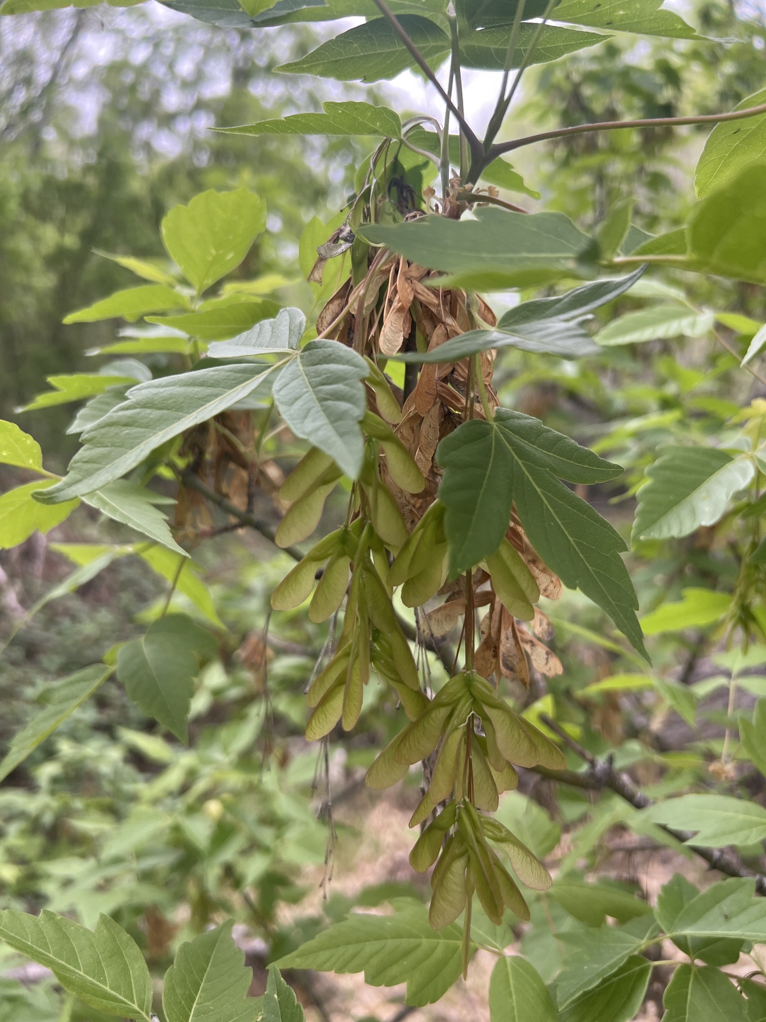Acer negundo var. arizonicum