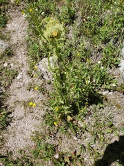 Cirsium parryi