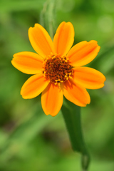 Zinnia haageana