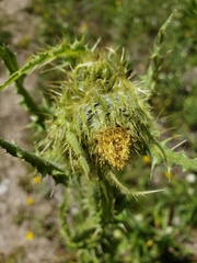 Cirsium parryi