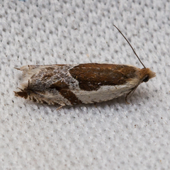 Ancylis simuloides