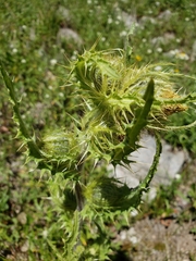 Cirsium parryi