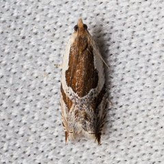 Ancylis simuloides