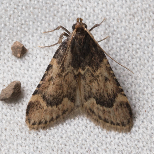 Achyra occidentalis photo 3