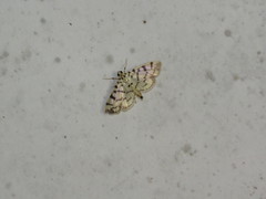 Dichocrocis sabatalis