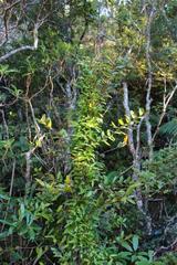 Lygodium articulatum