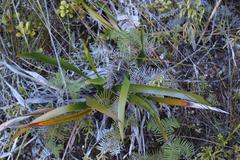 Machaerina sinclairii