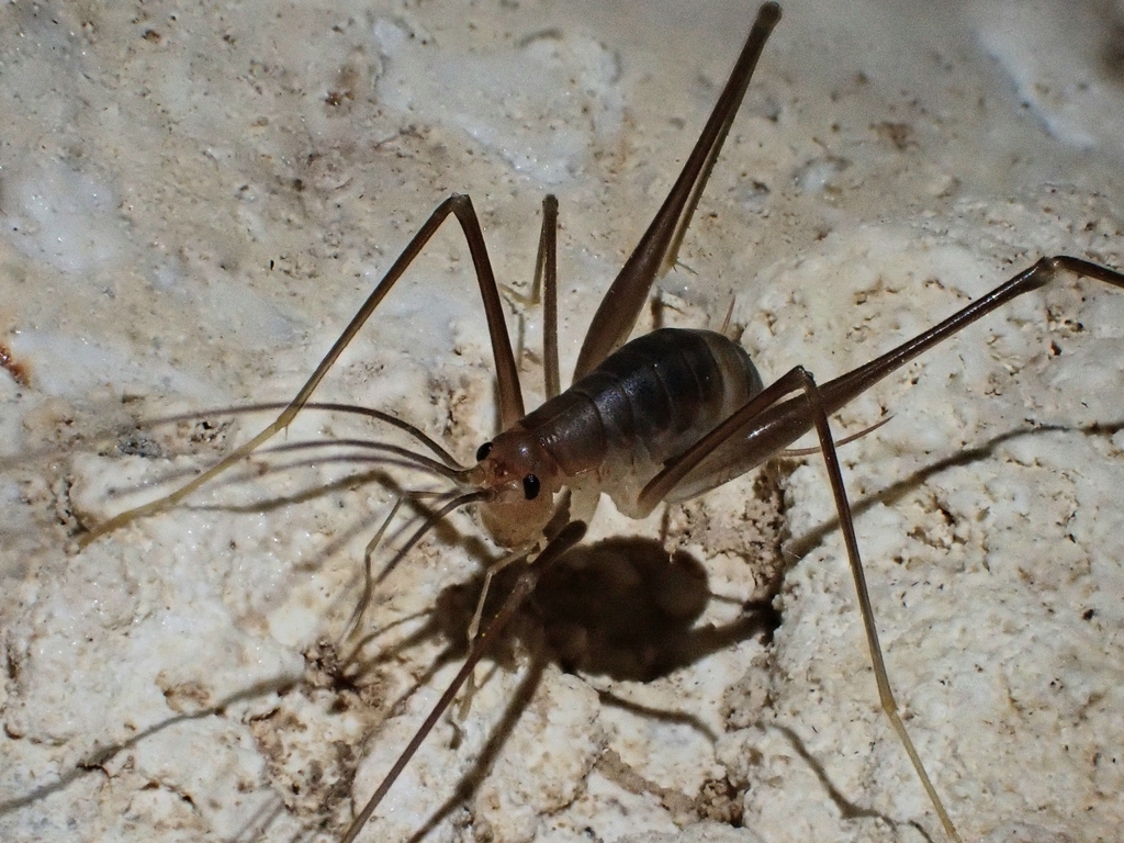Corfu Cave-cricket