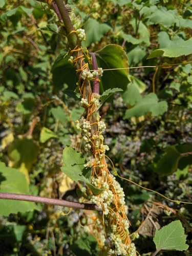 iNaturalist observation photo of Field Dodder