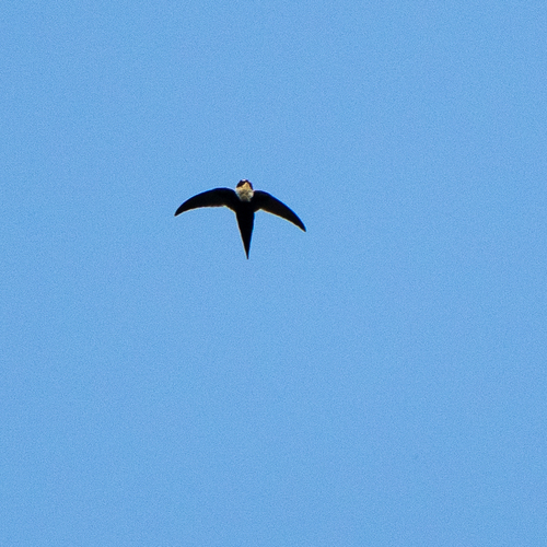 Lesser Swallow-tailed Swift (Panyptila cayennensis), photo 4