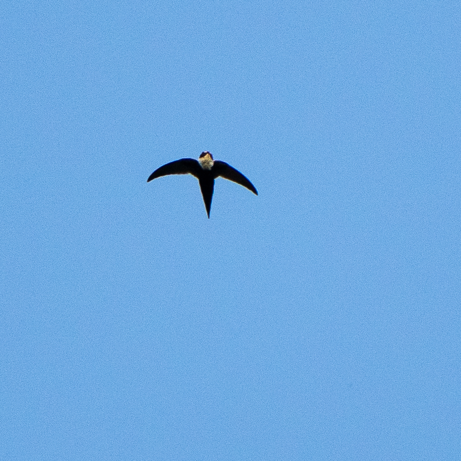 Lesser Swallow-tailed Swift (Panyptila cayennensis), photo 3