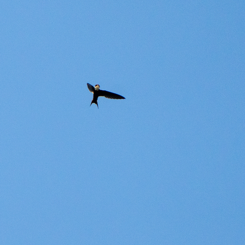 Lesser Swallow-tailed Swift (Panyptila cayennensis), photo 9