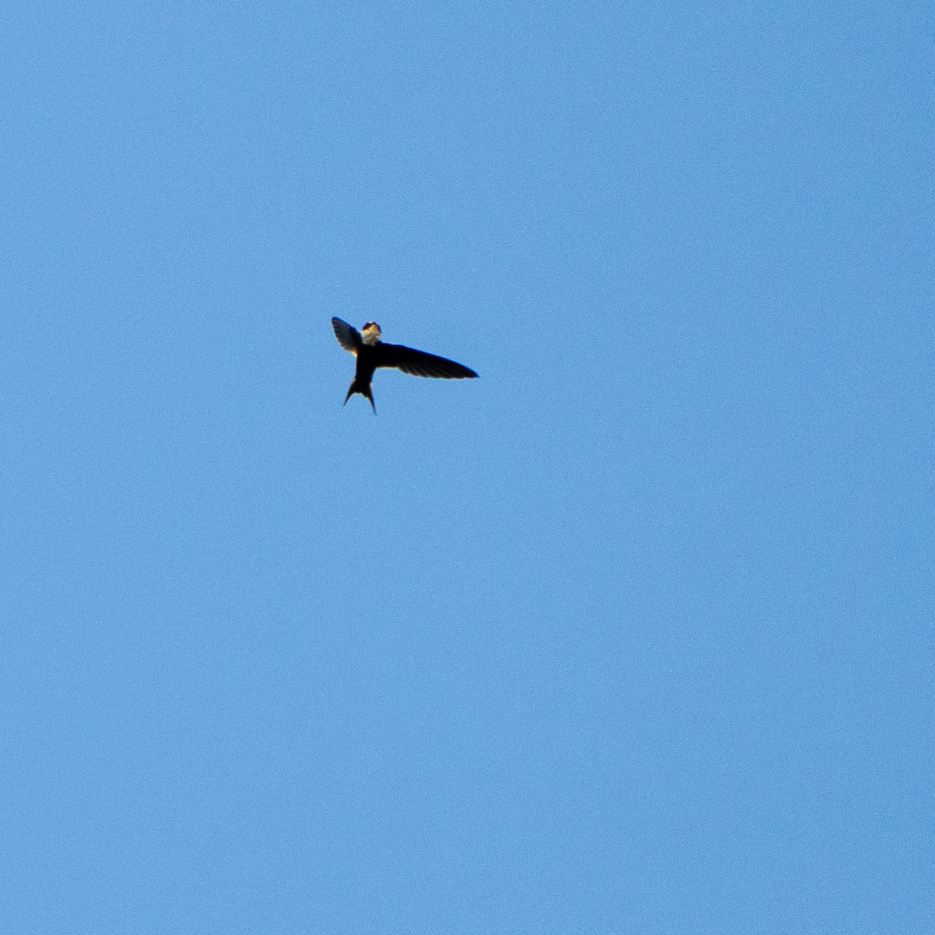 Lesser Swallow-tailed Swift (Panyptila cayennensis), photo 4