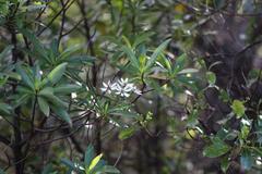 Brachyglottis kirkii