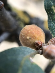 Burnettweldia californicordazi