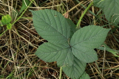 Rubus tuberculatus