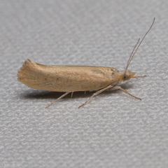 Ypsolopha cervella