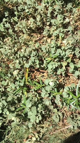 iNaturalist observation photo of alkali mallow