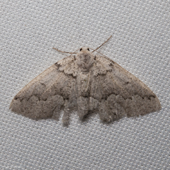 Sabulodes packardata