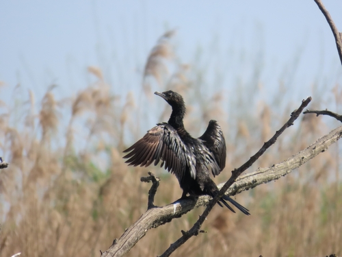 Cormorán pigmeo (Microcarbo pygmaeus)