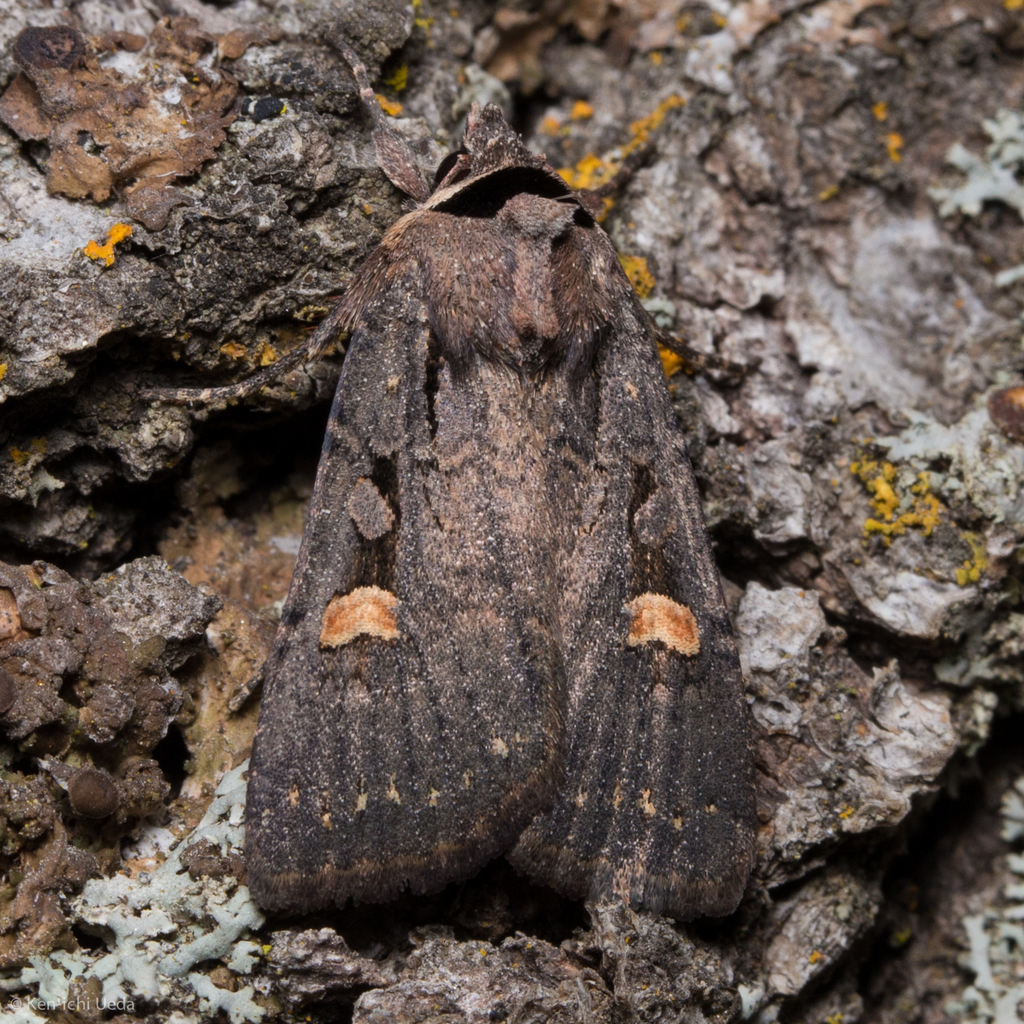 Adelphagrotis indeterminata